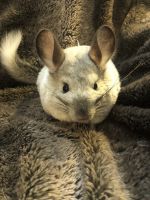 Chinchilla Rodents for sale in Forest Hill, LA 71430, USA. price: $250