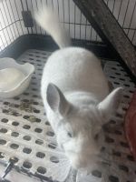 Chinchilla Rodents for sale in Oklahoma City, OK, USA. price: $300