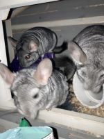 Chinchilla Rodents for sale in Follansbee, WV 26037, USA. price: $400