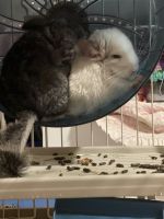 Chinchilla Rodents for sale in Statesville, NC 28625, USA. price: $200