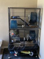 Chinchilla Rodents for sale in Puyallup, WA, USA. price: NA