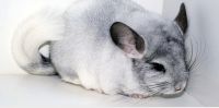 Chinchilla Rodents for sale in Cary, NC 27519, USA. price: $700