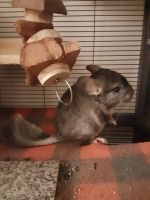 Chinchilla Rodents for sale in Findlay, OH 45840, USA. price: $100