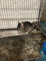 Chinchilla Rodents for sale in Copiague, NY, USA. price: $100