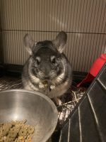 Chinchilla Rodents for sale in Goshen, IN, USA. price: NA