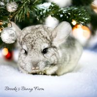 Chinchilla Rodents for sale in Oxford, Connecticut. price: $300