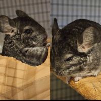 Chinchilla Rodents for sale in Temecula, California. price: $350