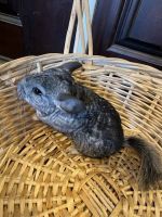Chinchilla Rodents for sale in Houston, TX, USA. price: $175