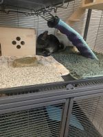Chinchilla Rodents for sale in Bronx, New York. price: $200