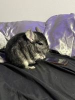 Chinchilla Rodents for sale in Caldwell, Idaho. price: $200