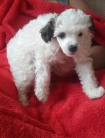 Chinese Chongqing Dog Puppies for sale in Austin, TX, USA. price: NA