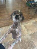 Chinese Crested Dog Puppies for sale in Las Vegas, NV, USA. price: NA