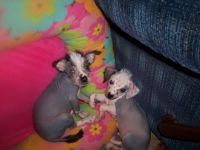 Chinese Crested Dog Puppies for sale in Rocky Mount, NC, USA. price: NA