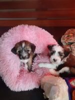 Chinese Crested Dog Puppies for sale in Jackson, SC 29831, USA. price: NA