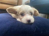 Chinese Crested Dog Puppies for sale in Katy, TX, USA. price: NA