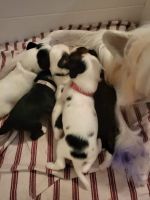 Chinese Crested Dog Puppies for sale in Tampa, FL, USA. price: NA