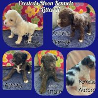 Chinese Crested Dog Puppies for sale in Jersey City, NJ, USA. price: NA