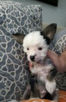 Chinese Crested Dog Puppies for sale in Panama City Beach, FL, USA. price: NA