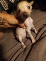 Chinese Crested Dog Puppies for sale in Mohave Valley, AZ 86440, USA. price: NA