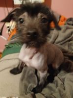 Chinese Crested Dog Puppies for sale in Herrin, IL 62948, USA. price: NA