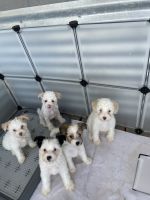 Chinese Crested Dog Puppies for sale in Wildomar, CA, USA. price: NA