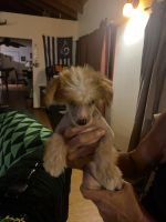 Chinese Crested Dog Puppies for sale in Koloa, HI 96756, USA. price: NA