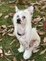Chinese Crested Dog Puppies for sale in New York, NY, USA. price: NA