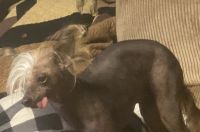 Chinese Crested Dog Puppies for sale in Kilgore, TX 75662, USA. price: NA