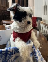Chinese Crested Dog Puppies for sale in Mukwonago, WI, USA. price: NA