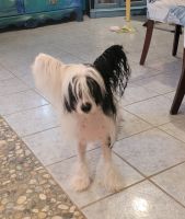Chinese Crested Dog Puppies for sale in Tampa, FL, USA. price: NA