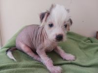 Chinese Crested Dog Puppies for sale in Frederick, MD, USA. price: NA