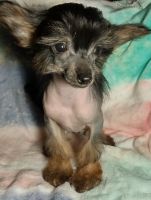 Chinese Crested Dog Puppies for sale in Citrus Heights, CA 95621, USA. price: NA