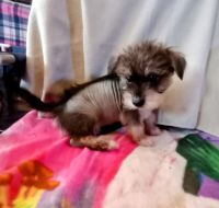 Chinese Crested Dog Puppies for sale in Bristol, TN, USA. price: NA