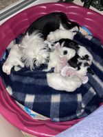Chinese Crested Dog Puppies for sale in Williamsport, PA, USA. price: NA