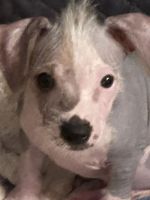 Chinese Crested Dog Puppies for sale in Calhoun, Georgia. price: $1,200