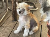 Chinese Crested Dog Puppies for sale in Beaufort, North Carolina. price: $2,200