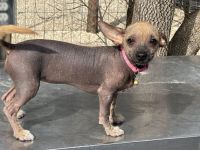 Chinese Crested Dog Puppies for sale in Southern Pines, NC, USA. price: $1,200