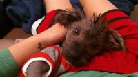 Chinese Crested Dog Puppies for sale in Downey, CA, USA. price: NA