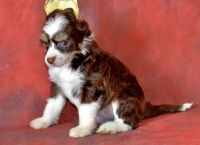 Chinese Crested Dog Puppies for sale in Bel Air, MD 21014, USA. price: NA