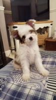 Chinese Crested Dog Puppies for sale in South Miami, FL, USA. price: NA