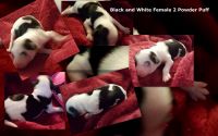 Chinese Crested Dog Puppies for sale in Martinez, GA, USA. price: NA