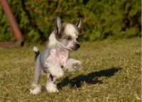 Chinese Crested Dog Puppies for sale in Anchorage, AK, USA. price: NA