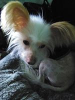 Chinese Crested Dog Puppies for sale in Toledo, OH, USA. price: NA