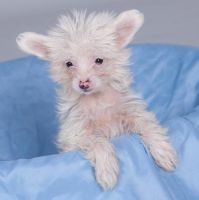 Chinese Crested Dog Puppies for sale in Portland, OR, USA. price: NA