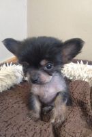 Chinese Crested Dog Puppies for sale in Garden Grove, CA, USA. price: NA