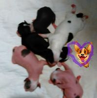 Chinese Crested Dog Puppies for sale in New Castle, PA, USA. price: NA