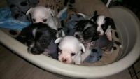 Chinese Crested Dog Puppies for sale in Los Angeles, CA, USA. price: NA