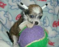 Chinese Crested Dog Puppies for sale in Indianapolis, IN, USA. price: NA