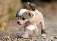 Chinese Crested Dog Puppies for sale in Nashville, TN, USA. price: NA