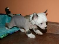 Chinese Crested Dog Puppies for sale in Madison, MS 39110, USA. price: NA